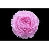 Paeonia Jacorma