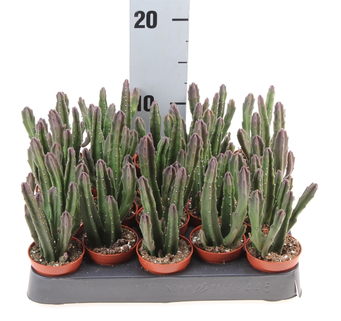 <h4>Stapelia leendertziae</h4>