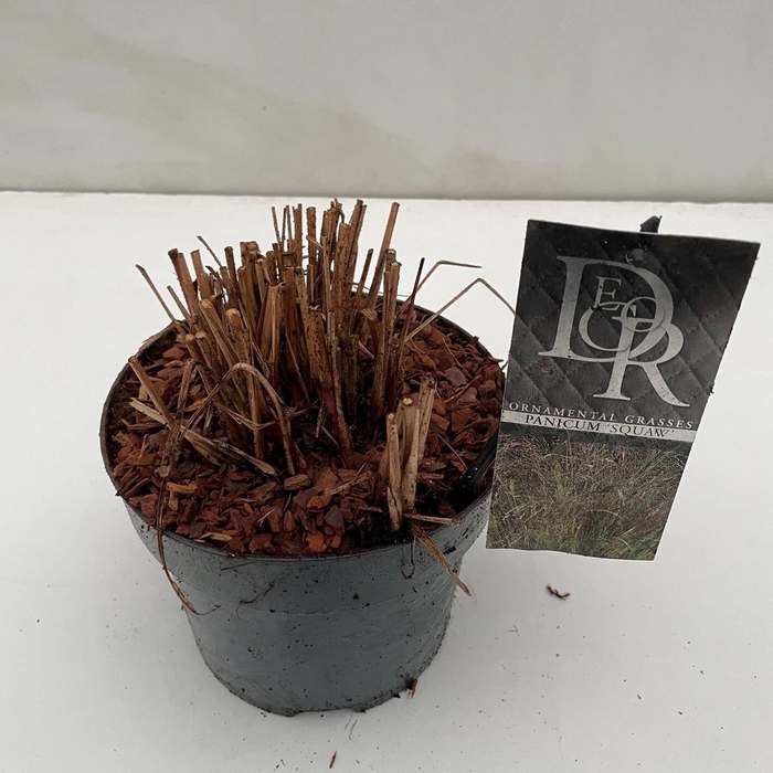 Panicum 'Squaw'
