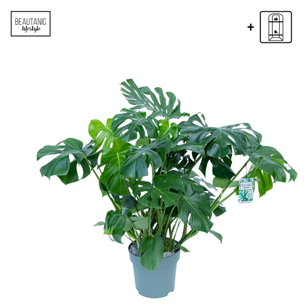 <h4>Monstera Deliciosa</h4>