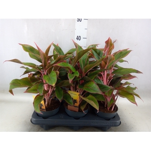 Aglaonema  'Crete'