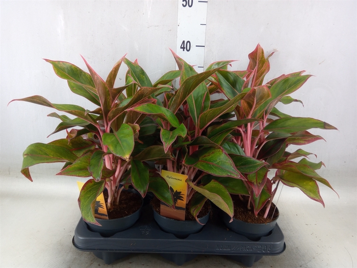 <h4>Aglaonema  'Crete'</h4>