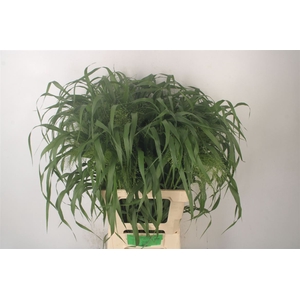 Siergras Panicum Fountain X100