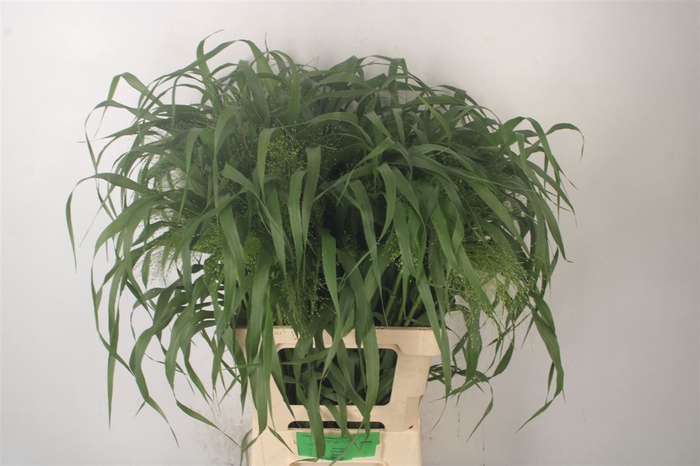 <h4>Siergras Panicum Fountain X100</h4>