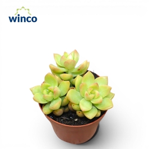 Sedum Adolphi (group)