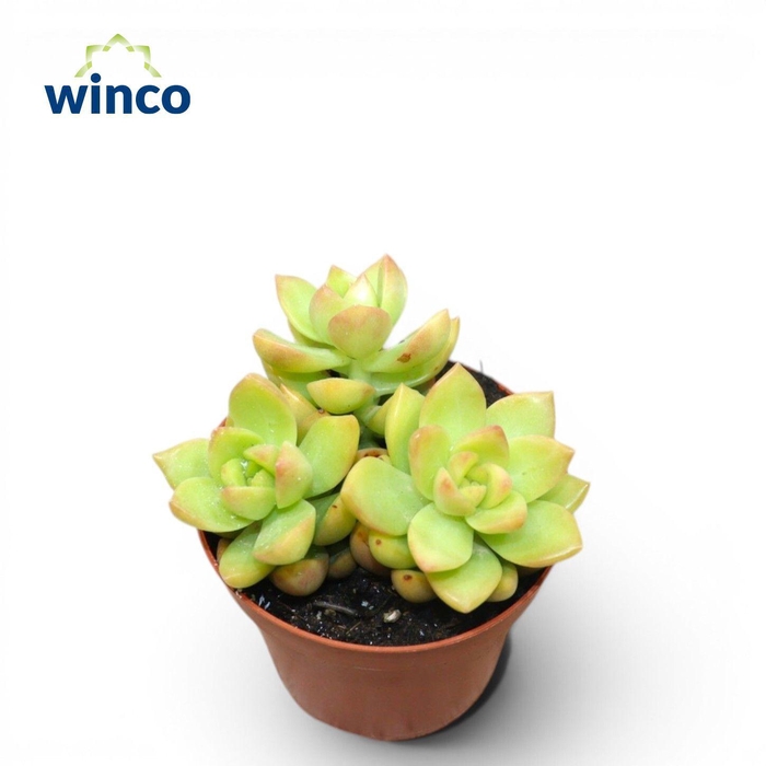 <h4>Sedum Adolphi (group)</h4>