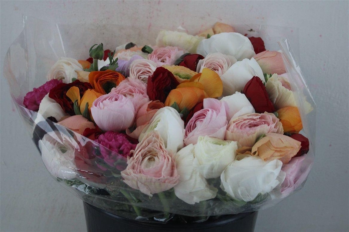 <h4>Ran Cloni Ex Mix</h4>