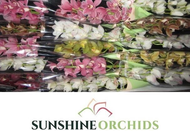 <h4>CYMB MI GEM</h4>