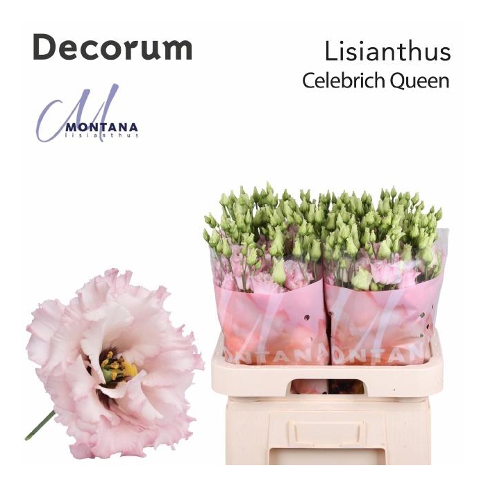 <h4>Eus G Celeb Queen</h4>