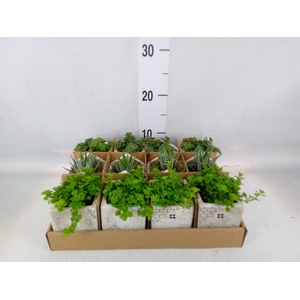 Arr.   Kamerplant Groen L%