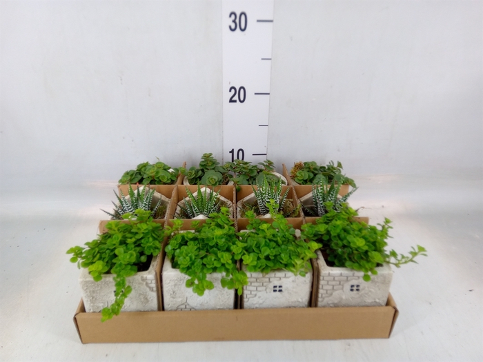 <h4>Arr.   Kamerplant Groen L%</h4>