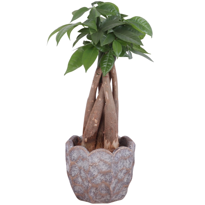 <h4>Pachira Braided Ø09cm in Ø12cm Ceramic PL670</h4>