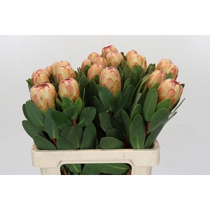 Protea Grandicolor