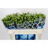 Hypericum Coco Bamboo
