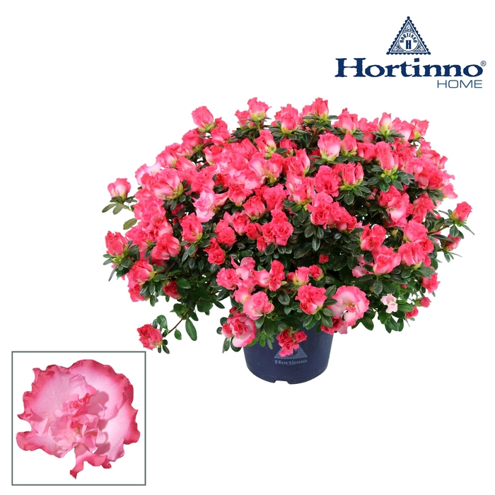 <h4>Hortinno® Home 'Primavera' 35 - 37 cm</h4>