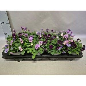 Viola cornuta 13 cm Trio Blue, Pink, Purple