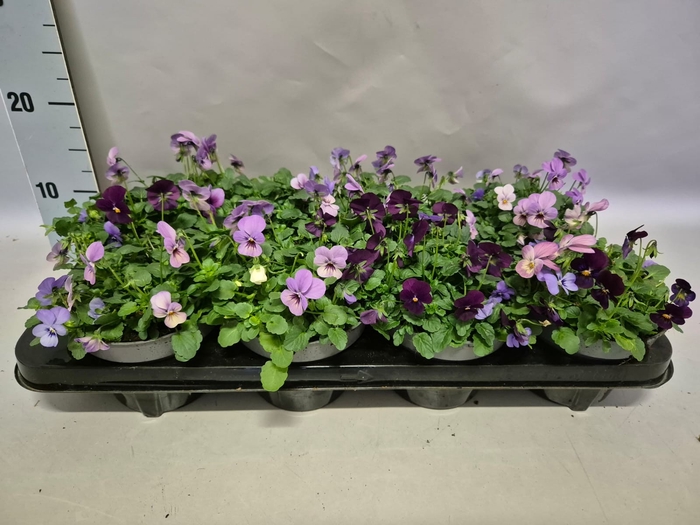 Viola cornuta 13 cm Trio Blue, Pink, Purple