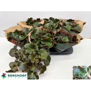 BEG ERY BLACK JUNGLE