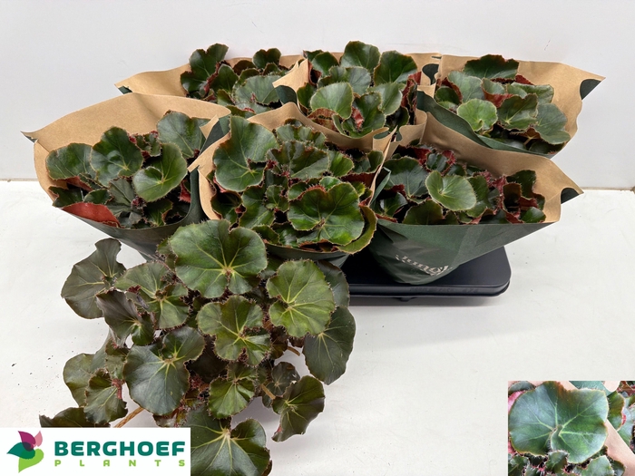 <h4>BEG ERY BLACK JUNGLE</h4>