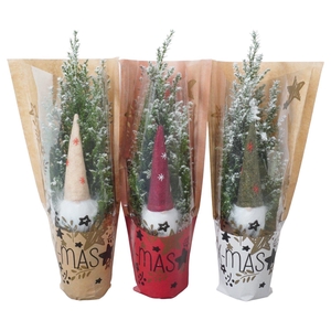 PTK25108 Ellwoodii met sneeuw, kersthoes en decoratie