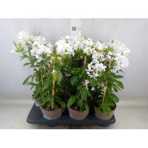 Plumbago indica
