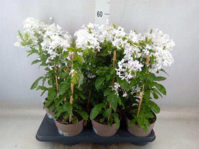 <h4>Plumbago indica</h4>