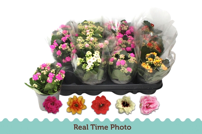 <h4>Kal Ge Gem 5 Kl</h4>