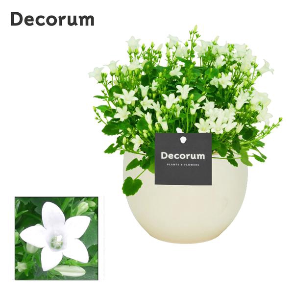 <h4>Campanula Porto White Decorum Melanie</h4>