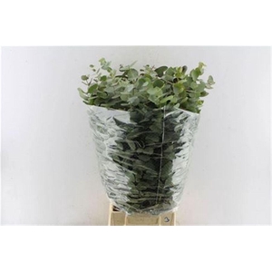 Euca Cinerea Heavy 5 Stems Selected