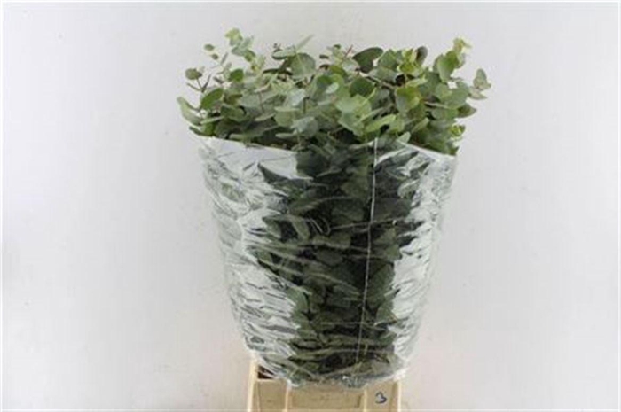 <h4>Euca Cinerea Heavy 5 Stems Selected</h4>