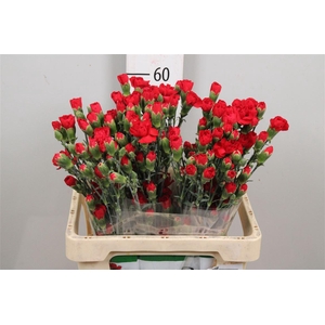 Di Tr Zumba Red (x20)