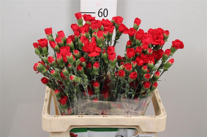 <h4>Di Tr Zumba Red (x20)</h4>