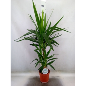 Yucca   ...