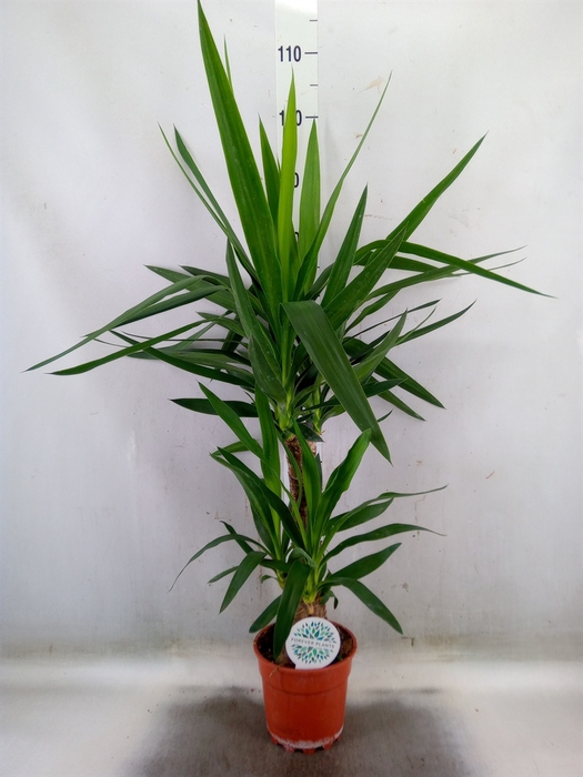 <h4>Yucca   ...</h4>