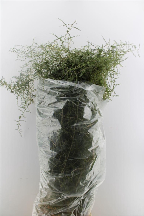 <h4>Asparagus Wilde</h4>