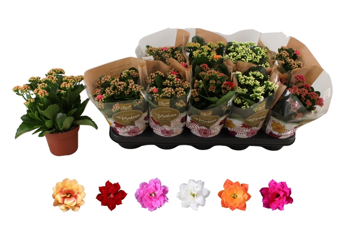 <h4>KAL GE RO GEM 6 KL</h4>