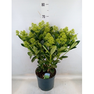 Skimmia jap. 'Finchy'