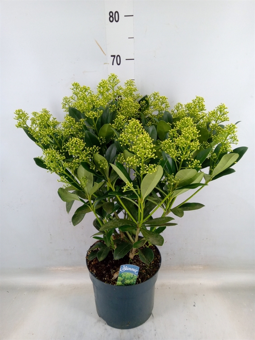 <h4>Skimmia jap. 'Finchy'</h4>