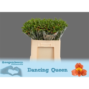 Alstroemeria Dancing Queen 30 gram