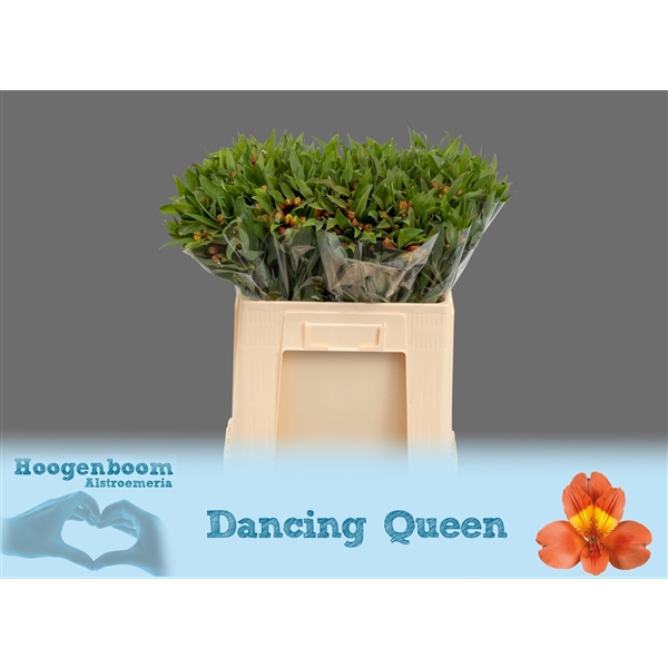 <h4>Alstroemeria Dancing Queen 30 gram</h4>