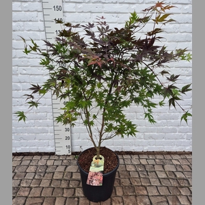 ACER PA ATROPURPUREU