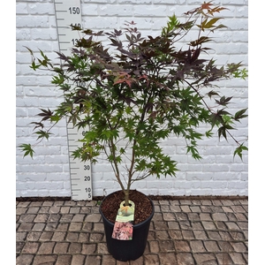 ACER PA ATROPURPUREU