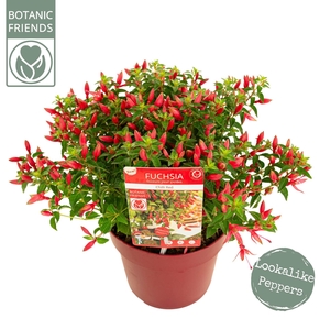 Fuchsia Chilli Red