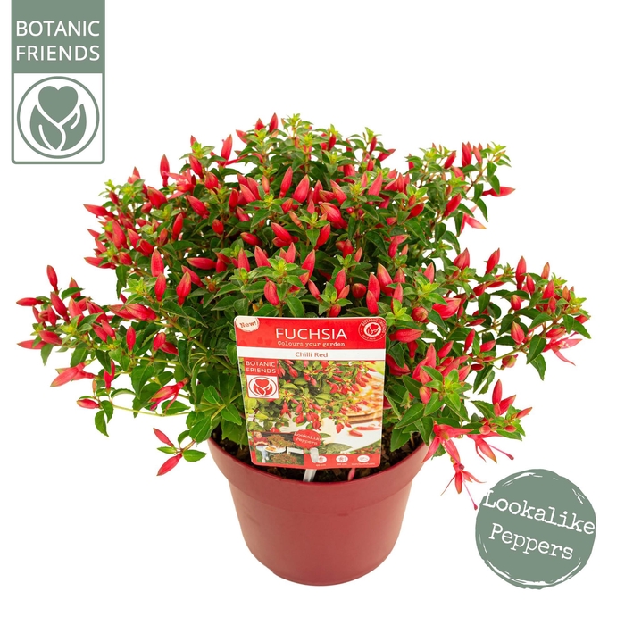 <h4>Fuchsia Chilli Red</h4>