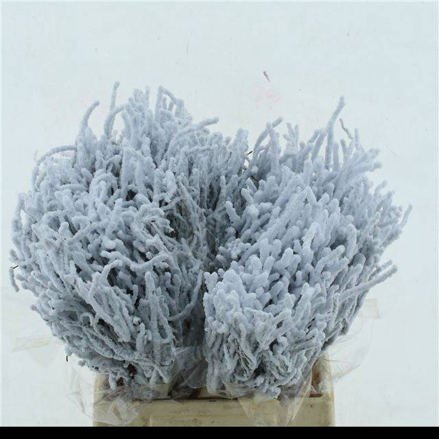 <h4>VACC KLB H%</h4>