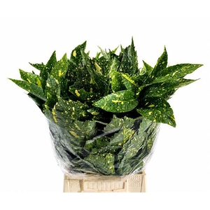 Aucuba Japonica (per bunch)