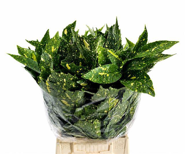 <h4>Aucuba Japonica (per bunch)</h4>