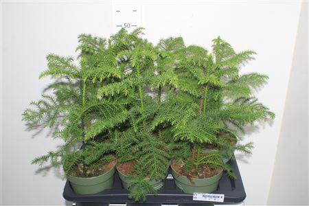 <h4>Arau Heterophyl</h4>