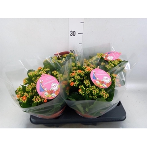 Kalanchoe blos. 'Gardenlina'  ..mix