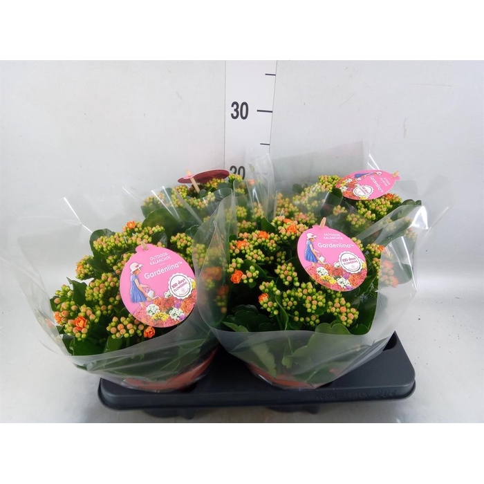 <h4>Kalanchoe blos. 'Gardenlina'  ..mix</h4>